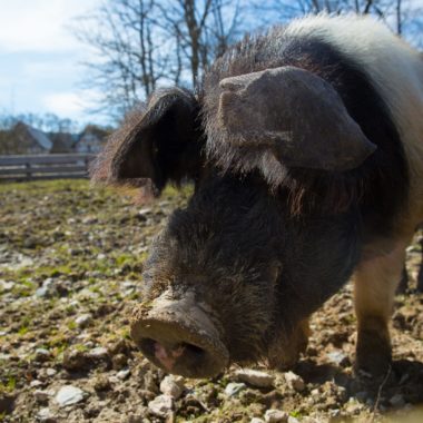 The German Saddleback Pig