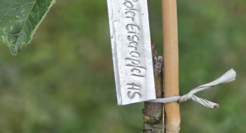 Obstbaum Veredelungskurs am 1. November 2025