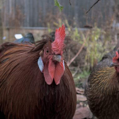 Das Altsteirer Huhn