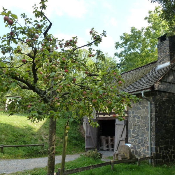 Apfelbaum vor dem Hammerwerk aus Battenberg