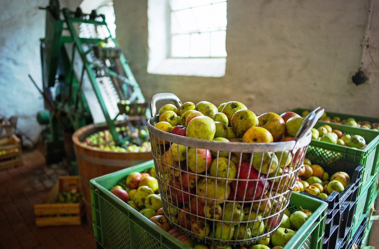 Korb mit Äpfeln in der Kelterei