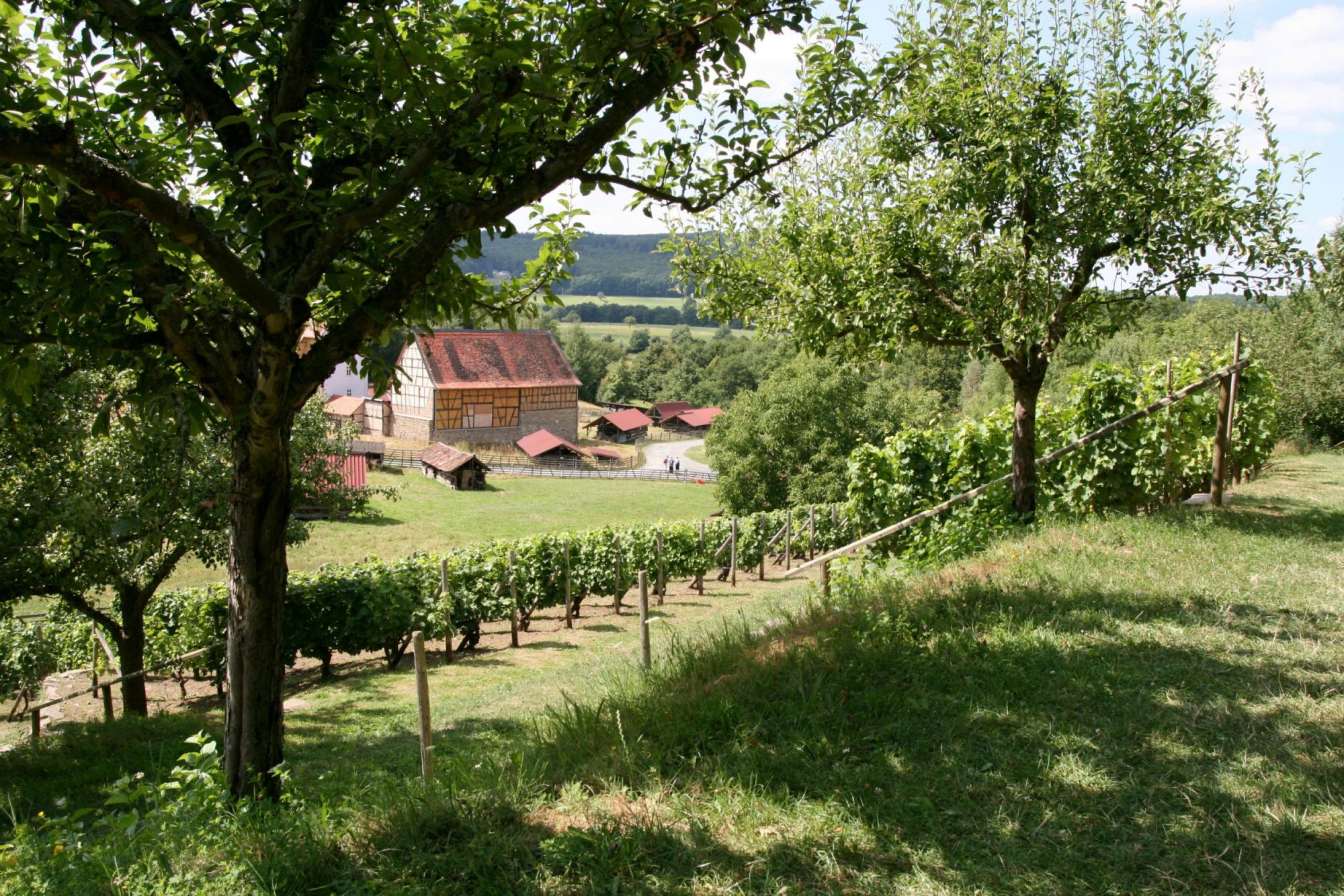 Blick vom Weinberg in die Baugruppe Rhein-Main