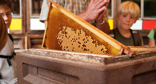 Bienenkundliche Führung – von Arbeiterinnen und Königinnen