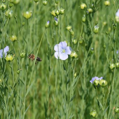 Wiese mit Blume und Biene