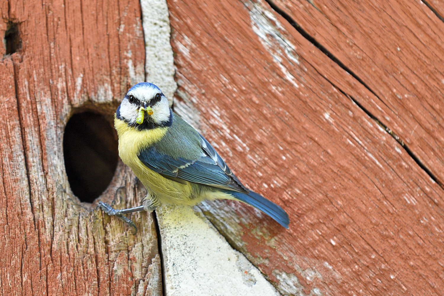 Blaumeise vor einer Fachwerkhauswand