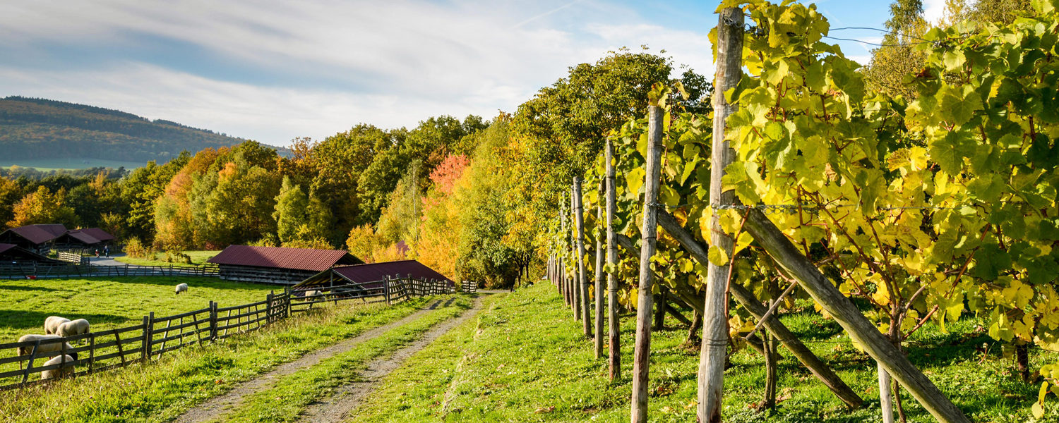 Herbstlich gefärbter Weinberg in der Baugruppe Rhein-Main.