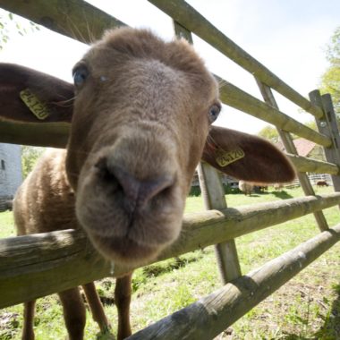 The Coburg Fox Sheep