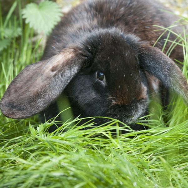 Meißner Widderkaninchen