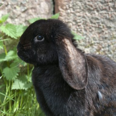 The Meissner Lop Rabbit