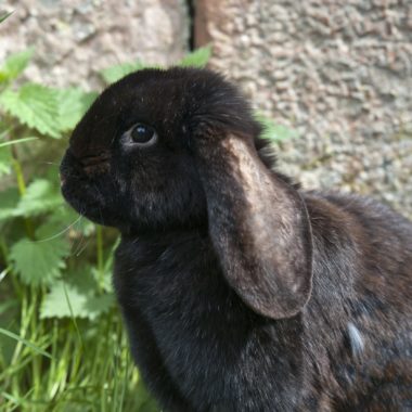 Kaninchen – Der Meissner Widder