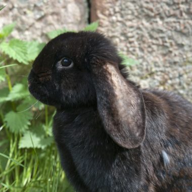 Meißner Widderkaninchen