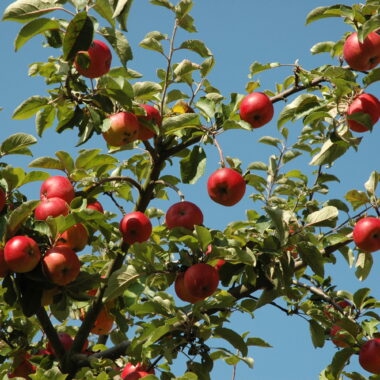 Apfelbaum mit roten Äpfeln vor blauem Himmel.