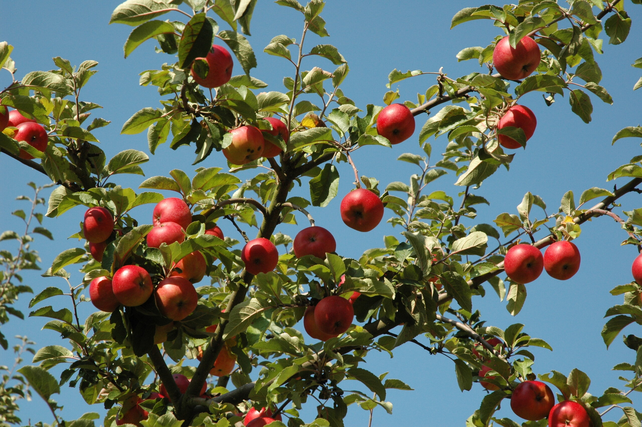 Apfelbaum mit roten Äpfeln vor blauem Himmel.