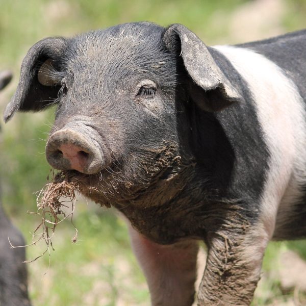 Ferkel des Deutschen Sattelschweins mit etwas Gras im Maul.