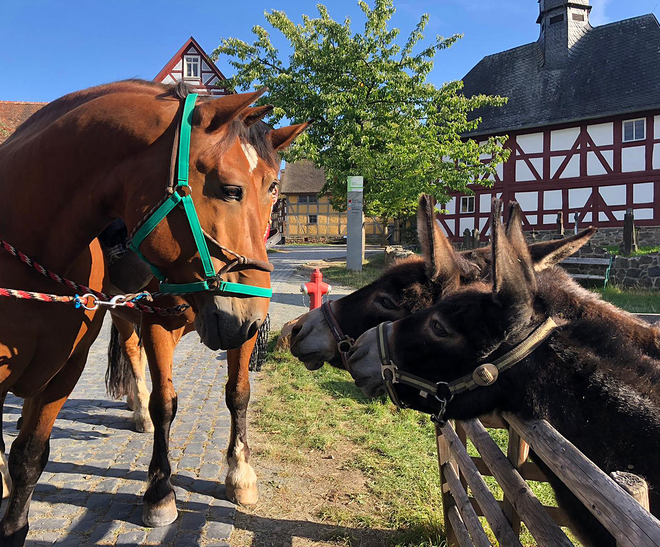 Zwei Pferde beschnuppern zwei Esel