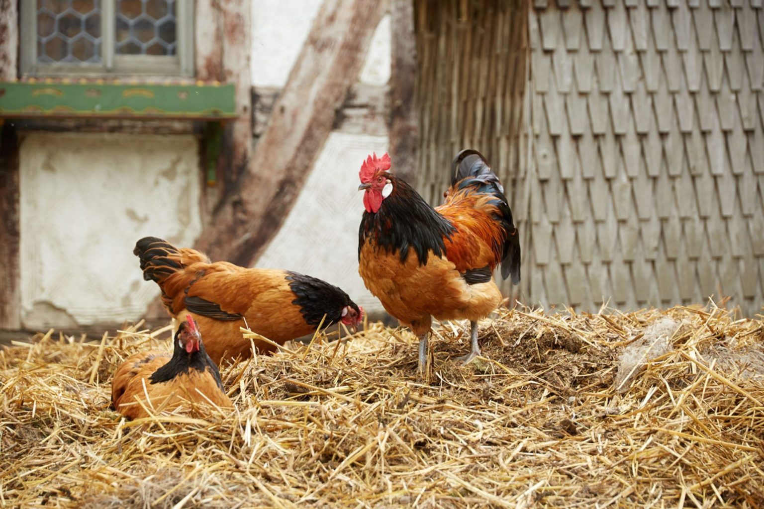 » Vorwerkhuehner_Misthaufen - Freilichtmuseum Hessenpark
