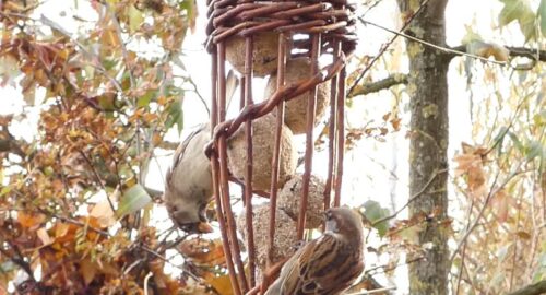 Weidenflechten: Futterstation „Meisenknödel-Füllhorn“