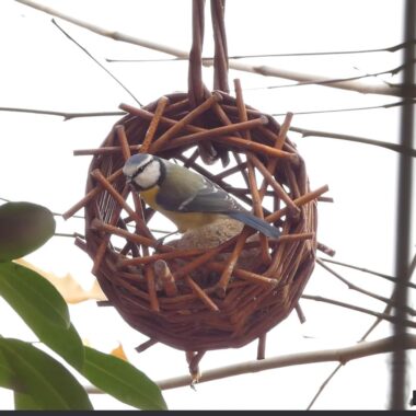 Weidenflechten Kurs Meisenknödel Rädchen