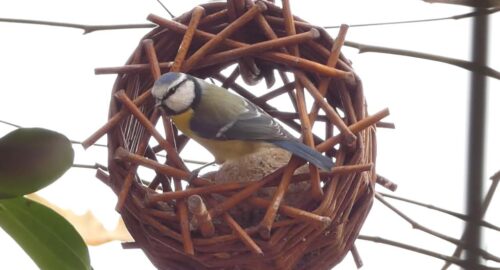 Weidenflechten: Futterstation „Meisenknödel-Rädchen“