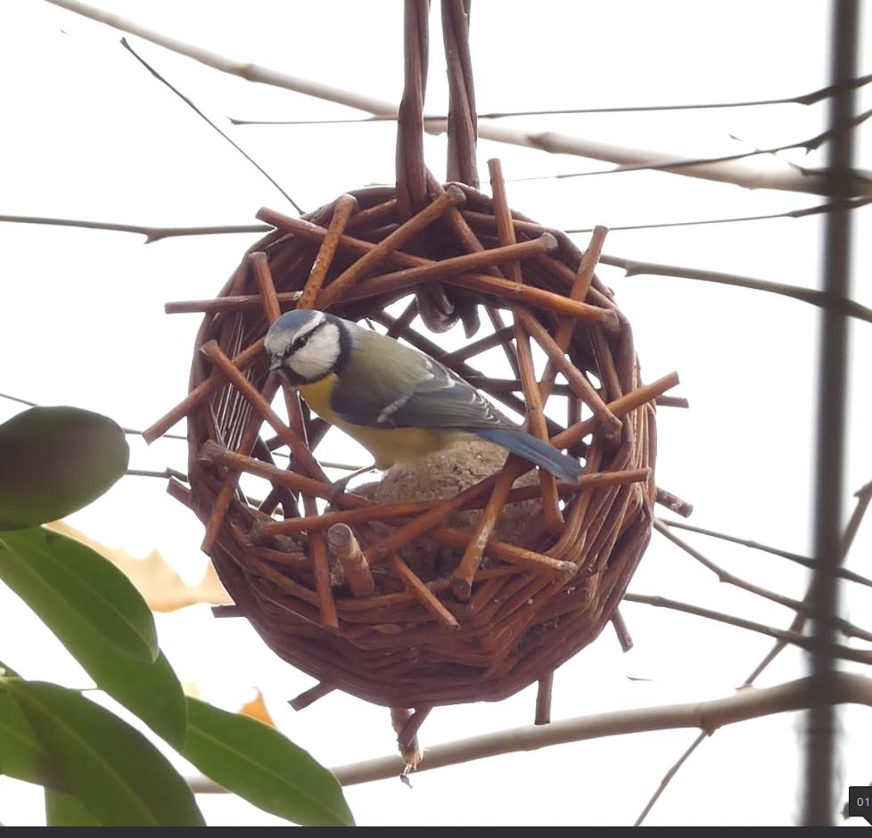 Weidenflechten Kurs Meisenknödel Rädchen