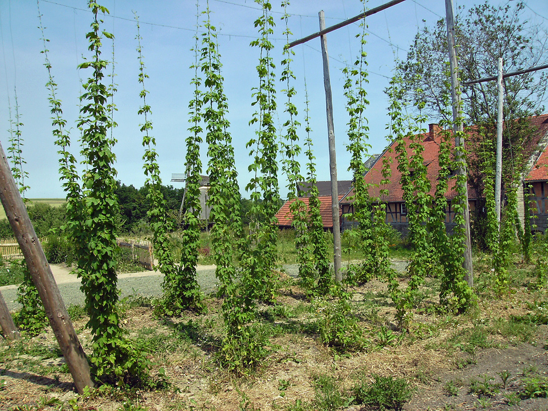 Blühender Hopfengarten in der Baugruppe Nordhessen