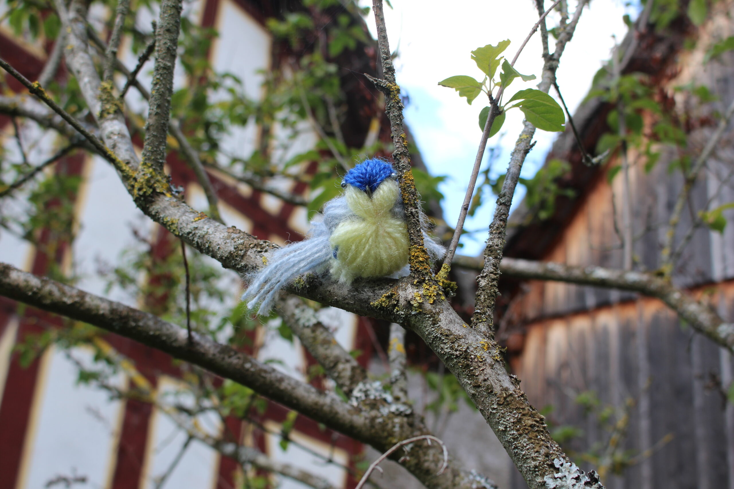 Kleiner Wollvogel auf einem Baum vor einem Fachwerkhaus