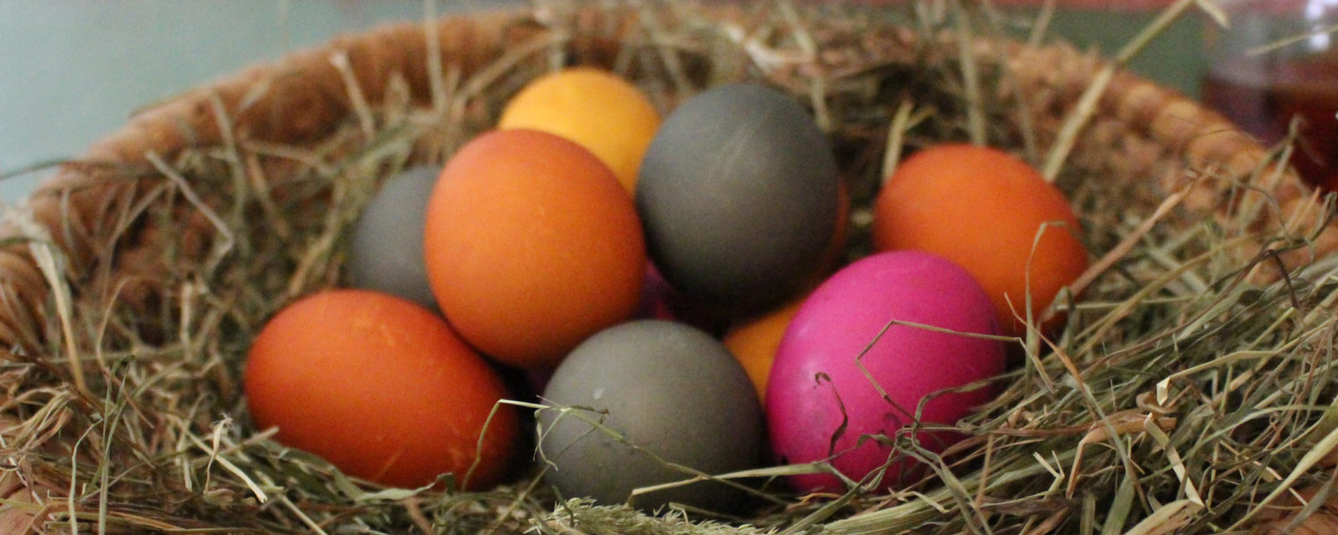 Bunt gefärbte Ostereier, mit natürlichen Farbstoffen, in einem Strohnest