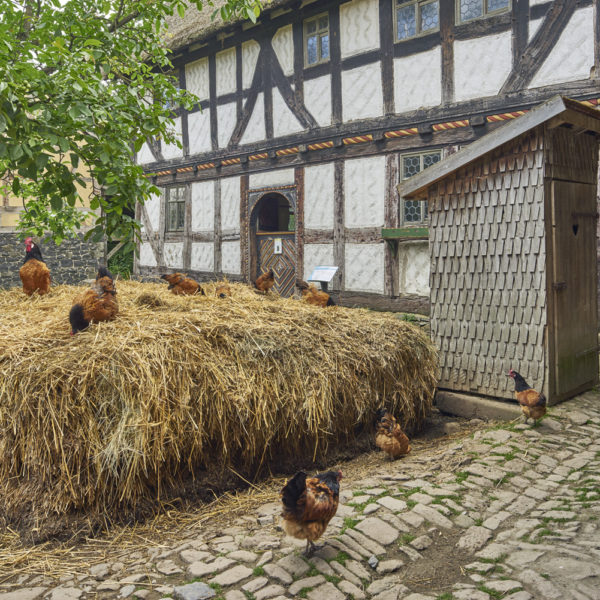 In der Hofanlage aus Niedergemünden tummeln sich die Vorwerkhühner auf dem großen Misthaufen.