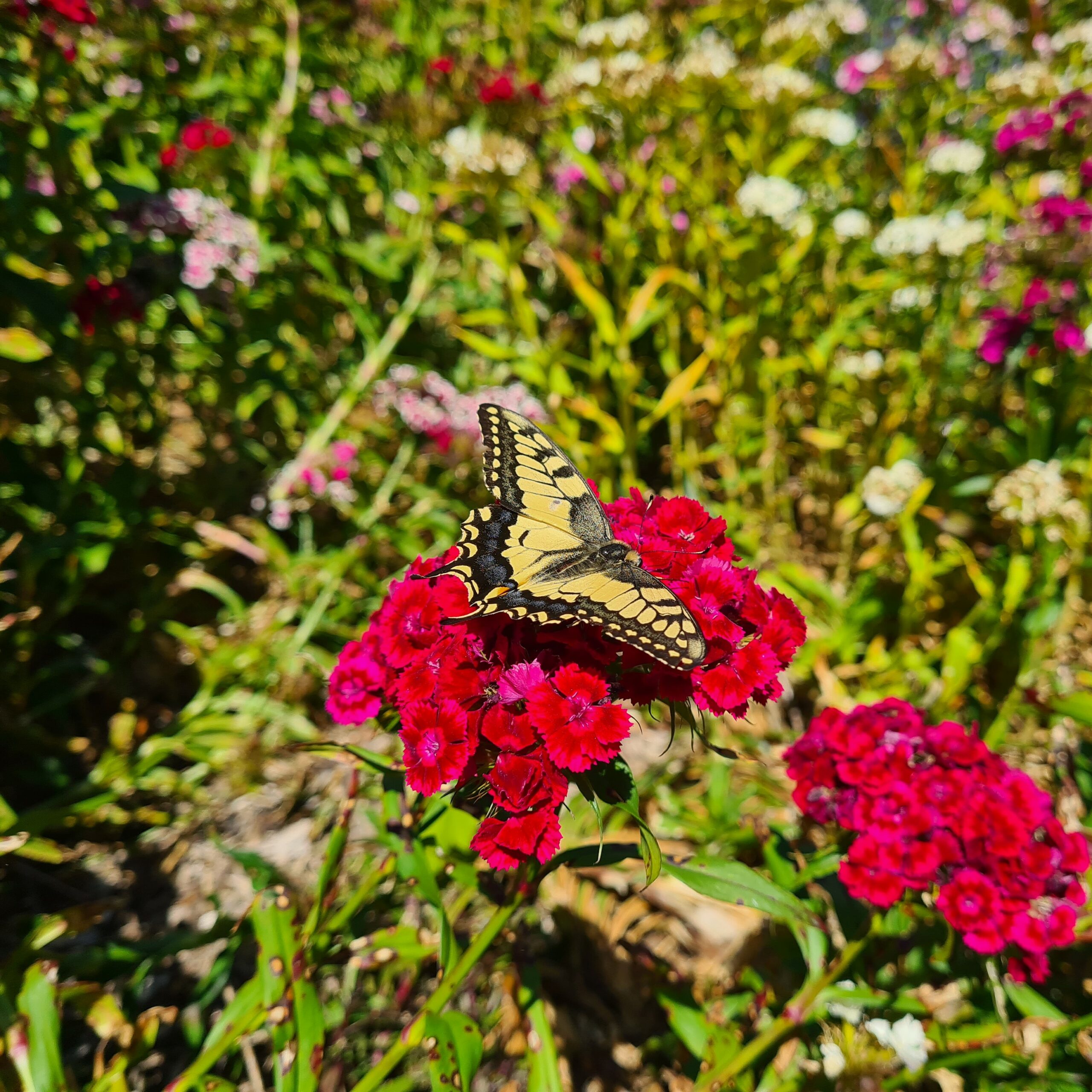 Schmetterling auf roter Blüte