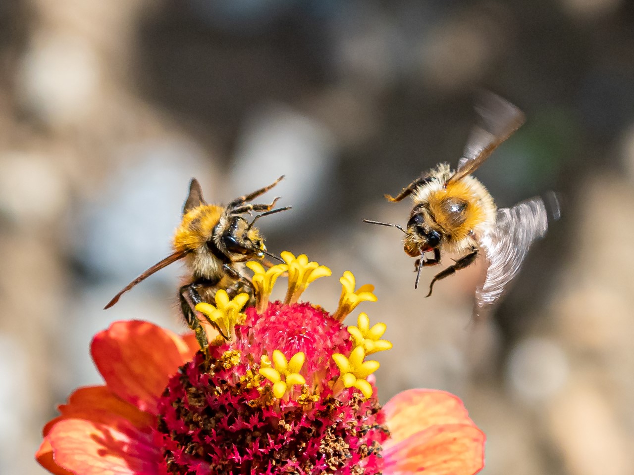 Blüte mit zwei Bienen