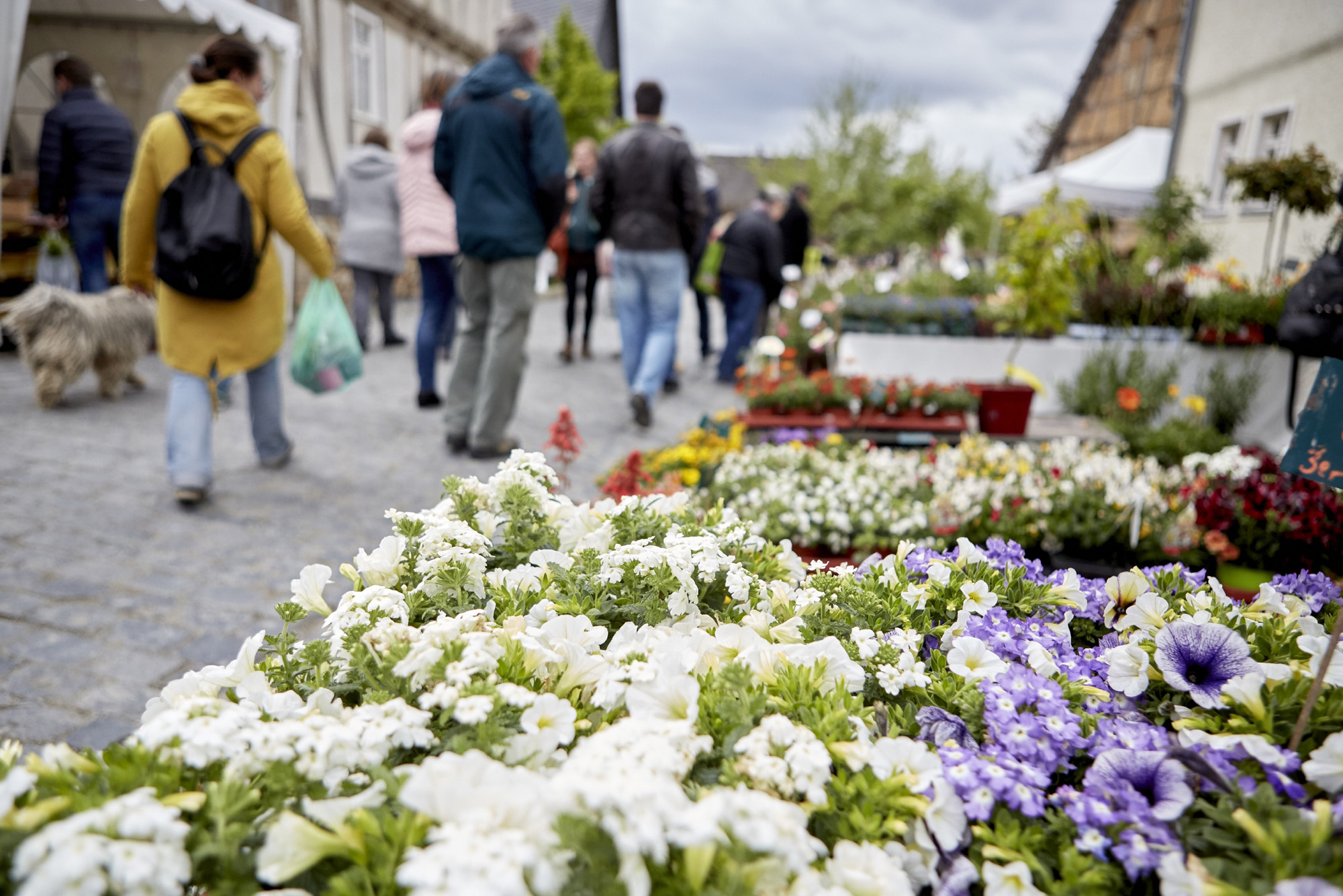 Veranstaltungsfoto Pflanzenmarkt, bunte Blüten, Besucher*innen auf der Dorfstraße