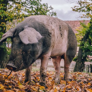 Deutsches Sattelschwein steht auf herbstlichem Laub.