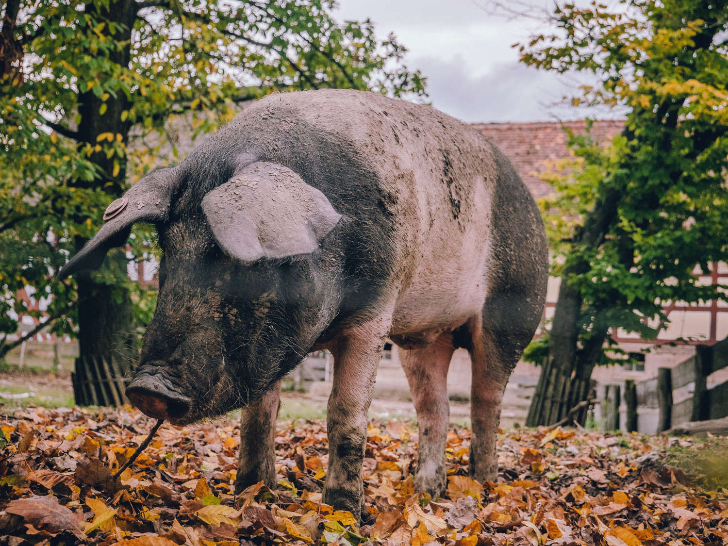 Deutsches Sattelschwein steht auf herbstlichem Laub.