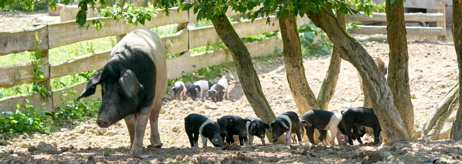 Eine Sau läuft mit vielen kleinen Ferkeln durch das Sattelschwein-Gehege.