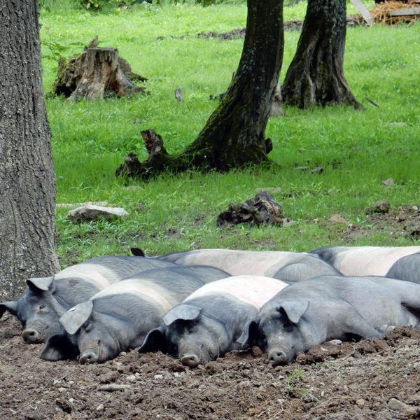 Die Sattelschweine ruhen sich auf der Waldweide aus.