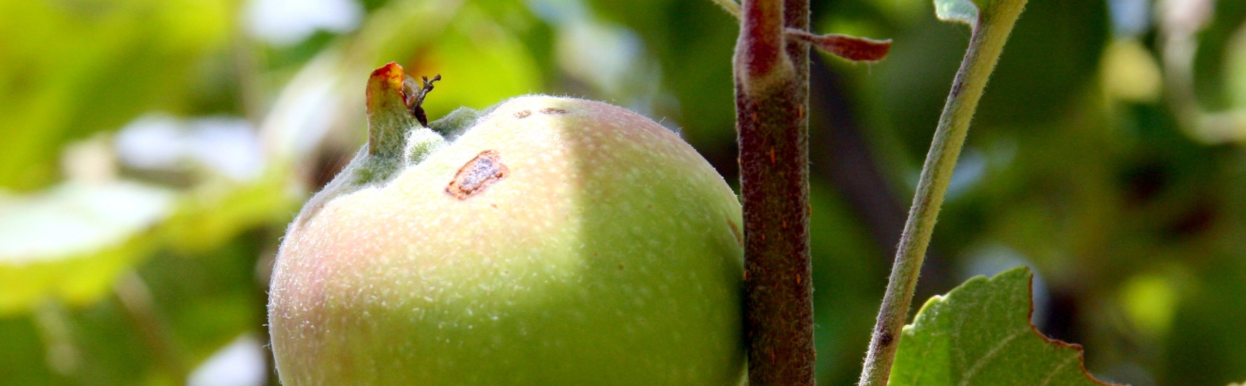 Apfel auf der Streuobstwiese