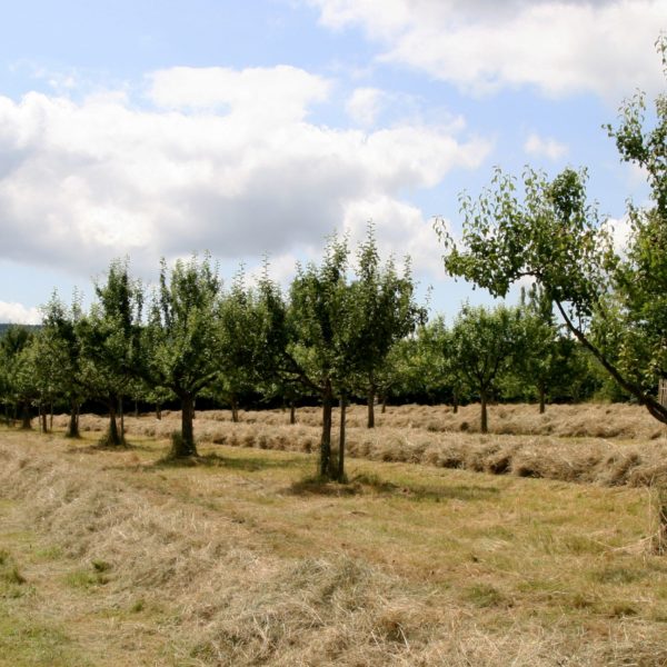 Blick auf die Streuobstwiese