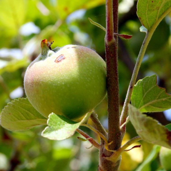 Nahaufnahme eines grünen Apfels am Baum