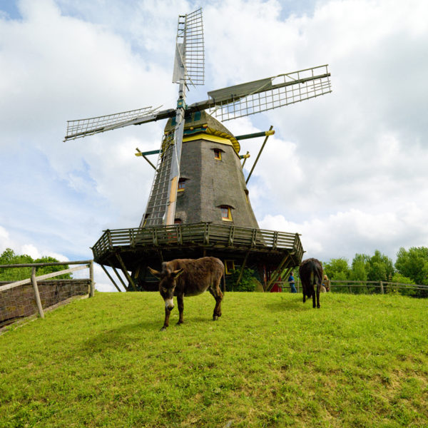 Esel vor der Kappenwindmühle aus Borsfleth